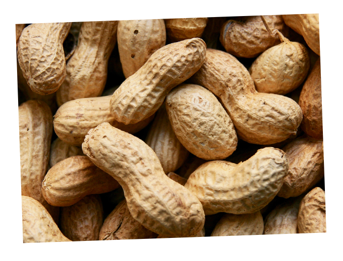 cacahuètes en coques