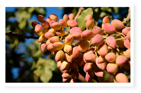 pistaches sur l'arbre