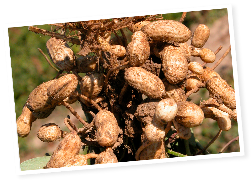 cacahuètes fraîchement récoltées avec leurs racines et la terre
