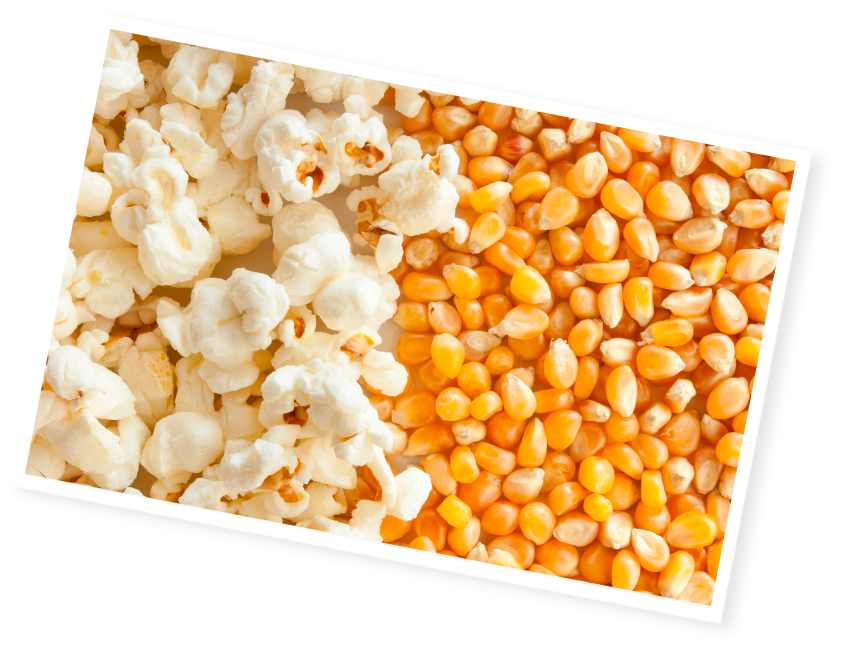 popcorn éclaté à côté de grains de maïs non éclatés