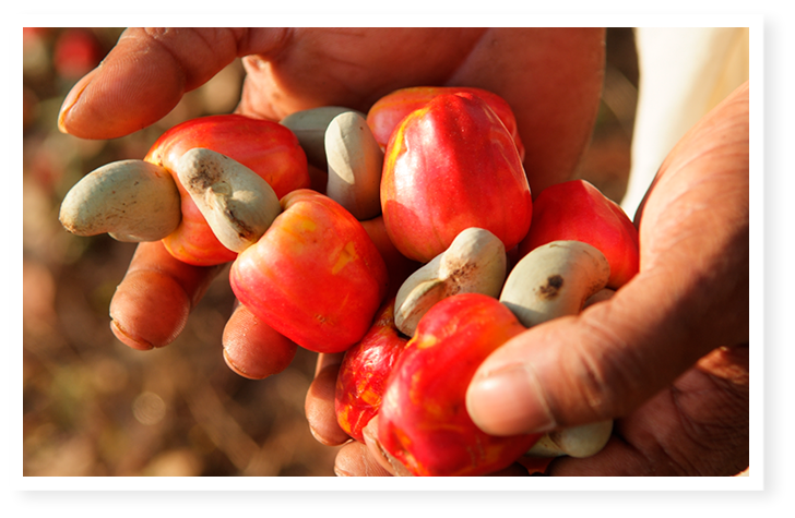 photo de noix de cajou de madagascar