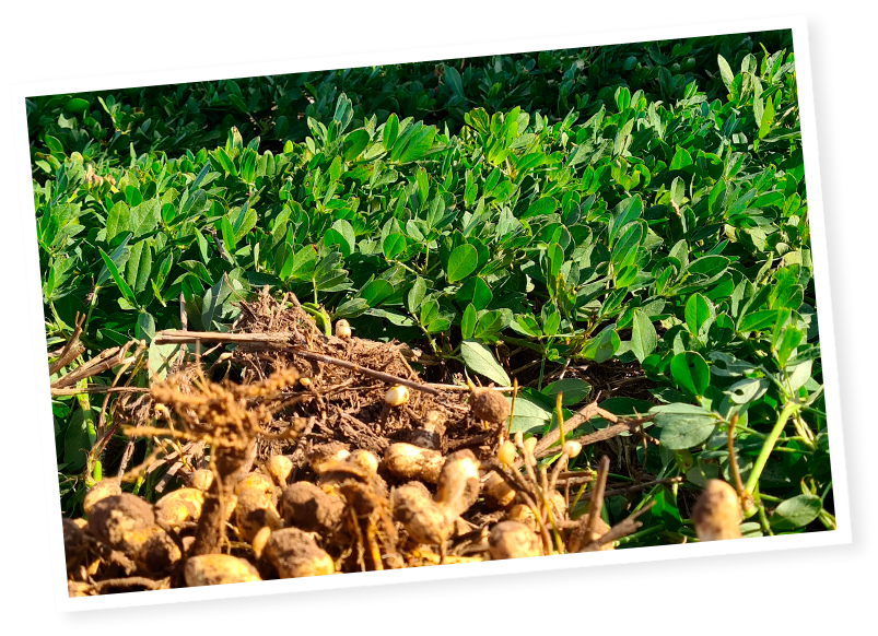 cacahuètes dans le champ