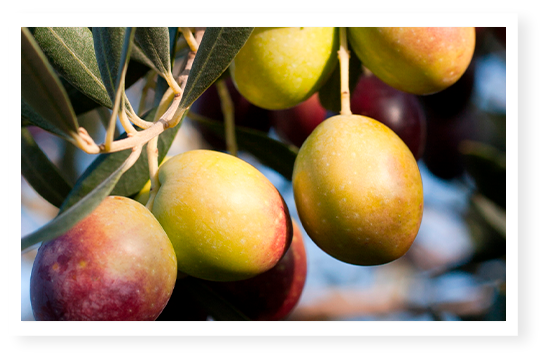 olives en maturation