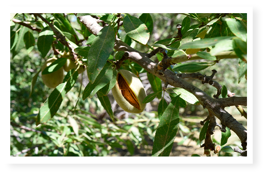 amande en maturation