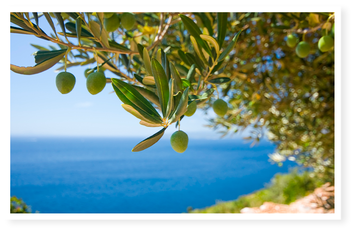 Oliviers au bord de la mer