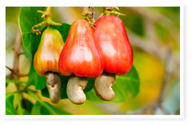 noix de cajou avec son fruit