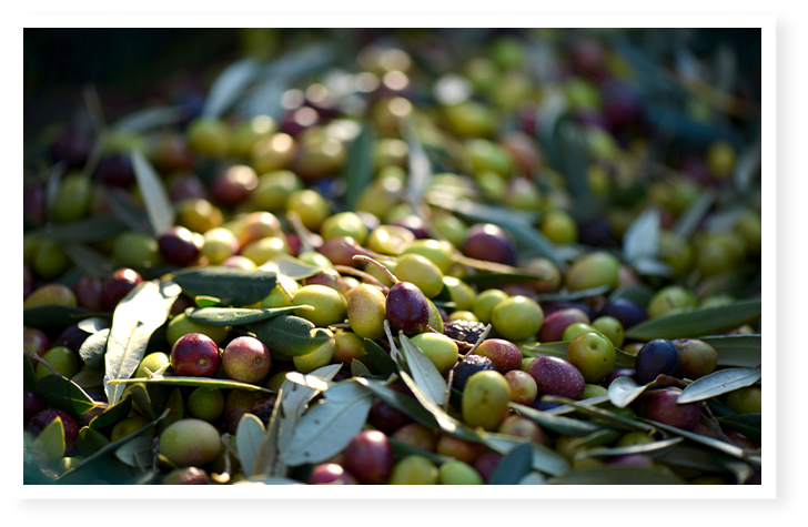 olives en maturation