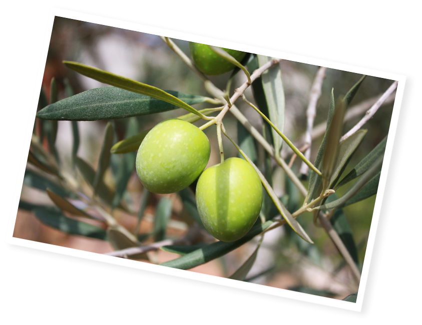 olives